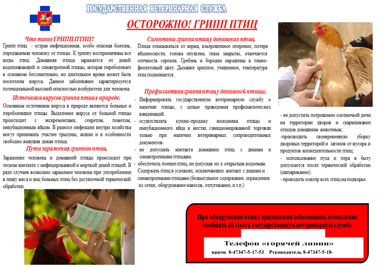 Осторожно! Грипп птиц. Осторожно! Грипп птиц.